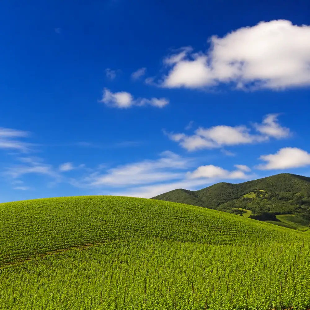 windows xp wallpaper